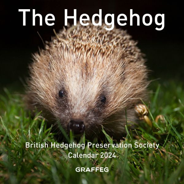 Hedgehog Calendar 2024, The